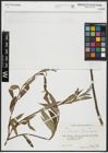Foto von Salix alba subsp. micans (Andersson) Rech. f.